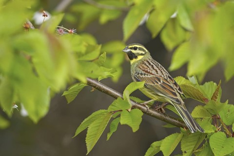 Cirl Bunting (Emberiza cirlus) male, Rhineland-Palatinate, Germany
