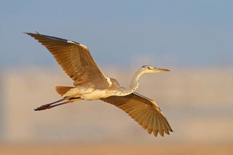 Great Egret, Heron, foraging, (Ardea cinerea) Salalah, Raysut, Dhofar, Oman