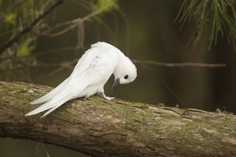White Tern (Gygis alba), Hawaii, USA