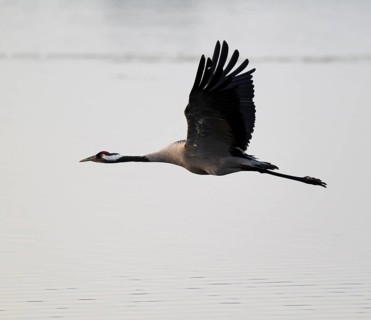 Crane (Grus grus) in flight over a lake, morning mist, Lower Saxony, Germany