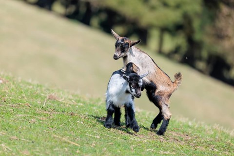 Two young pygmy goats (Capra hircus) are playing together on a sunny day in a green meadow. Austria
