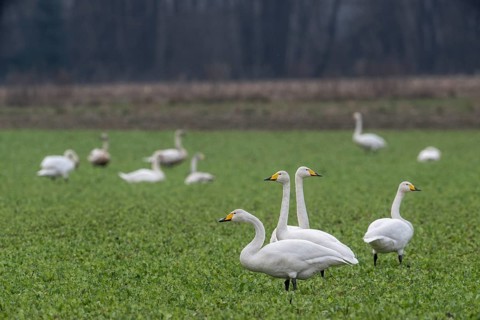 Whooper swans (Cygnus cygnus), Emsland, Lower Saxony, Germany