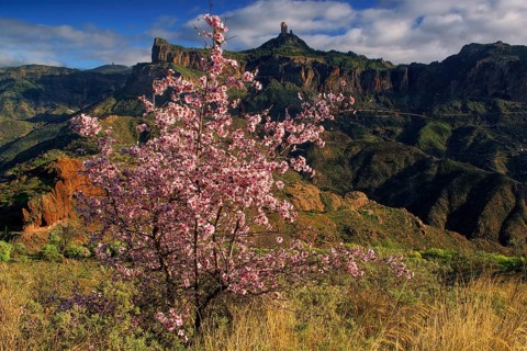 Canary Islands, Gran Canaria, Almond Blossom and Roque Nublo, Gran Canaria, Canary Islands, Spain