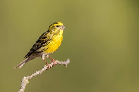 European Serin (Serinus serinus) male, Castile and Leon, Spain