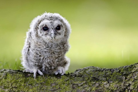 Tawny Owl (Strix aluco) juvenile, North Rhine-Westphalia, Germany