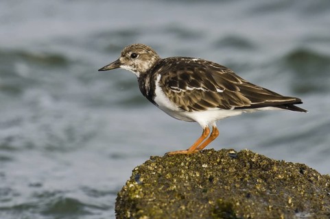 Ruddy Turnstone (Arenaria interpres), New Jersey, USA