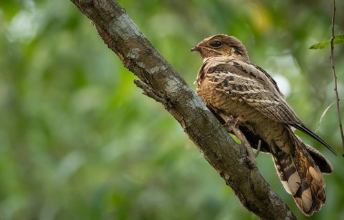 Large-tailed nightjar (Caprimulgus macrurus) on a tree branch, sreepur, Gazipur, bangladesh