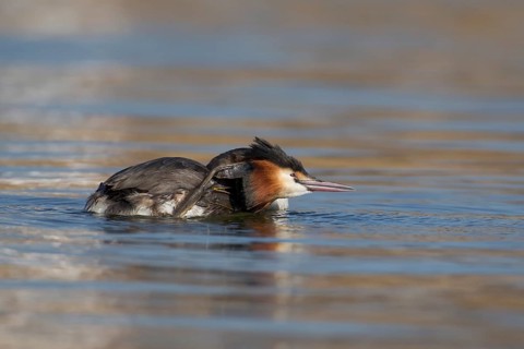 Great crested grebe (Podiceps cristatus) adult bird on a lake, England, United Kingdom
