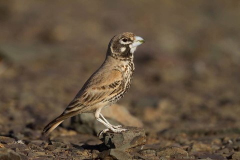 Thick-billed Lark - Knackerlerche - Rhamphocory clotbey, Morocco, male