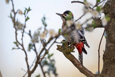 Great spotted woodpecker (Dendrocopos major) in a blossoming cherry tree, evening light,