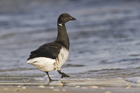 Brant Goose (Branta bernicla), New Jersey, USA