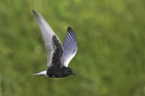 White-winged Tern (Chlidonias leucopterus) flying, Lesvos, Greece