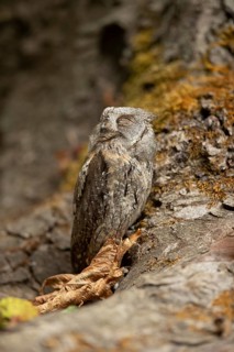 Eurasian Scops Owl (Otus scops) captive, juvenile, Germany