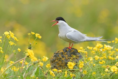 Arctic Tern (Sterna paradisaea) calling, perched on a stone in a flowering meadow, Iceland