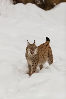 One Eurasian lynx, (Lynx lynx), walking over a snow covered opening in a forest. Yawning
