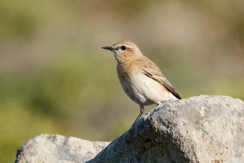 Isabelline Wheatear (Oenanthe isabellina) perched on a rock, Lesvos, Greece
