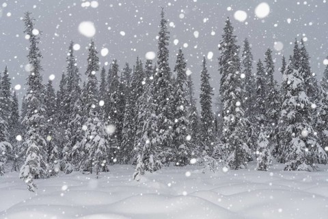 Boreal forest during snowfall, Gällivare, Lapland, Sweden, February 2020