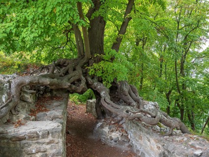 Old gnarled lime tree grows on the walls of a castle ruin, exposed roots form a gate, Lauenburg,