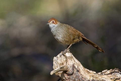 Rufous Bristlebird (Dasyornis broadbenti) perched on an old trunk, Victoria, Australia