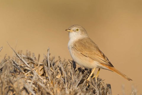 Asian Desert Warbler - Wüstengrasmücke - Sylvia nana, Oman