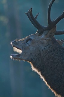 Red deer (Cervus elaphus), forest, backlight, red deer