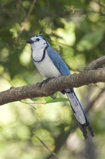 White-throated Magpie-jay (Calocitta formosa), Costa Rica