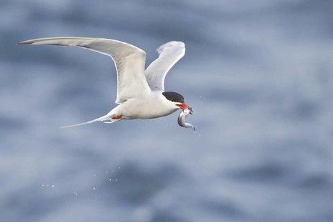 Common Tern (Sterna hirundo) flying, Newfoundland, Canada