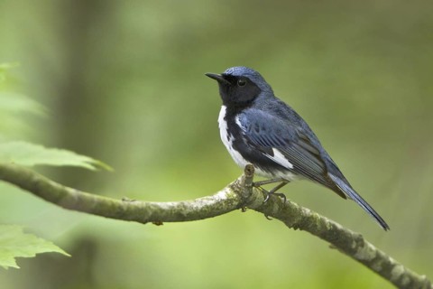 Black-throated Blue Warbler (Setophaga caerulescens) male, Ontario, Canada