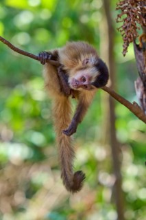 A capuchin monkey sits quietly on a branch in the jungle with surrounding greenery, Capuchin monkey
