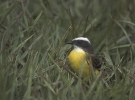 Social Flycatcher (Myiozetetes similis), Guatemala
