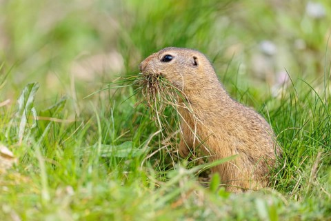 A fully grown European ground squirrel (Spermophilus citellus) carries nesting material in its