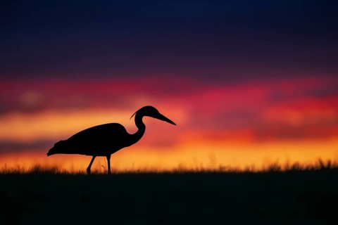 Grey heron (Ardea cinerea), silhouette, sunset, Zurich, Switzerland