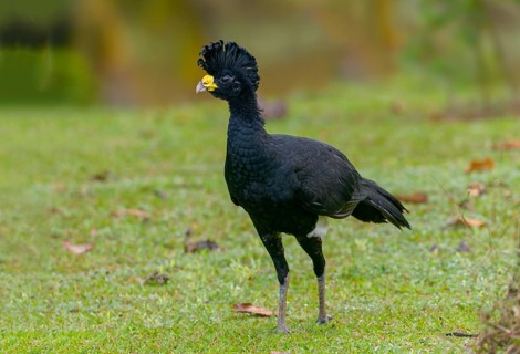 Male Great Currasow (Crax rubra) - at Laguna Lagarto Lodge near Boca Tapada, Costa Rica