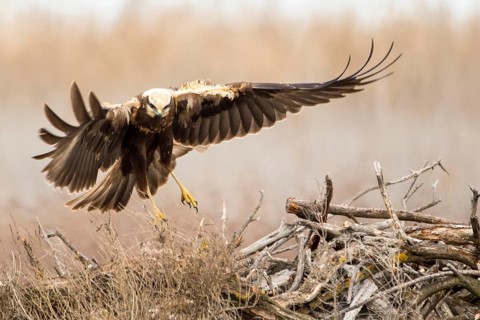 Western Marsh Harrier (Circus aeruginosus) female flying, Castile-La Mancha, Spain