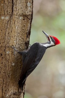 Pileated Woodpecker (Dryocopus pileatus) perched on a tree trunk near Victoria, BC, Canada