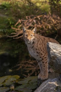 One Eurasian lynx, (Lynx lynx), sitting on a rock with a some green vegetation and a pond in the