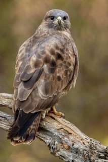 Common Buzzard (Buteo buteo), perched on a branch, Castile and Leon, Spain