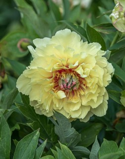 Shrub peony (Paeonia 'Garden Treasure')