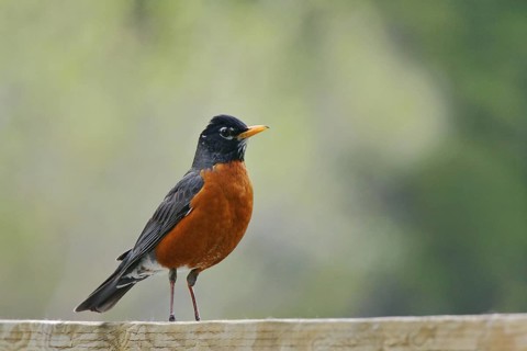 American Robin (Turdus migratorius), Alberta, Canada