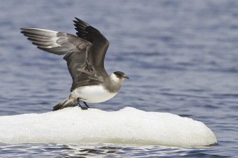 Parasitic Jaeger (Stercorarius parasiticus), Manitoba, Canada