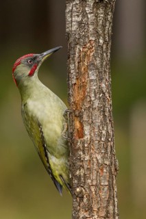 European Green Woodpecker (Picus viridis), adult male perched on a tree, Castilla Leon, Spain