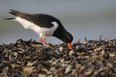 Eurasian Oystercatcher (Haematopus ostralegus), Schleswig-Holstein, Germany