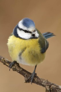 Eurasian Blue Tit (Cyanistes caeruleus), Utrecht, Netherlands