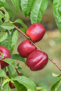 Nectarine (Prunus persica 'Big Bang'), Baum- und Rebschule Schreiber KG, Federal Republic of