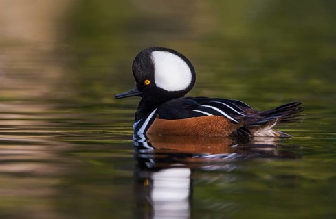Hooded Merganser (Lophodytes cucullatus) male, British Columbia, Canada