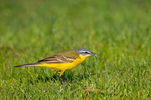 Yellow wagtail, Yellow wagtail, Motacilla flava flava, Lesbos, Greece