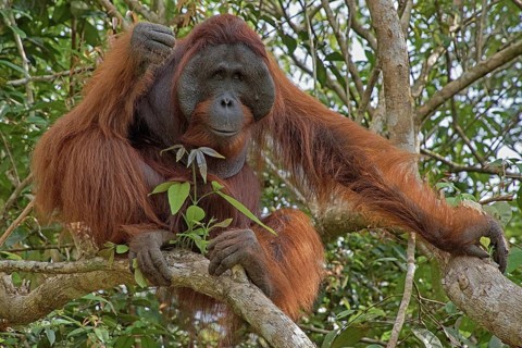 Borneo, Indonesia, Orang Utan, (Pongo pygmaeus), Animals, Mammals, Female, Borneo, Indonesia