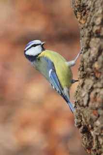 Eurasian Blue Tit (Cyanistes caeruleus), Baden-Wuerttemberg, Germany