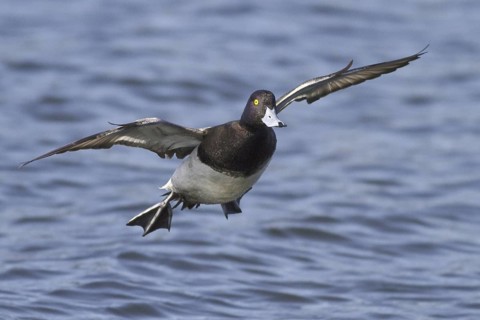 Lesser Scaup (Aythya affinis) male flying, British Columbia, Canada