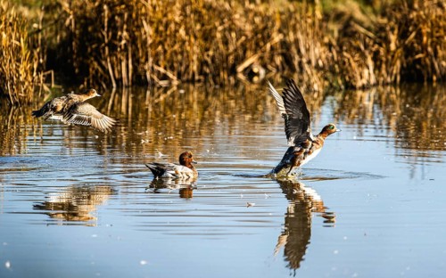 Eurasian Wigeon, Mareca penelope, birds in flight over marshes in Devon, England, United Kingdom